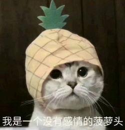 依旧可爱表情包,表情包里的欢乐时光